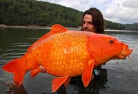 Koi.jpg