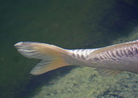 Orgon2.jpg