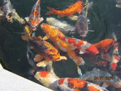 aaa teichfische 001.jpg