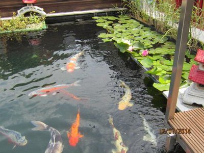 aaa fische 003.jpg
