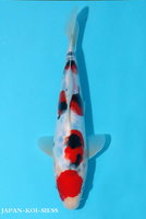 DSA036-9t263k6p-dsc_0228_doitsu_sanke_27cm.jpg