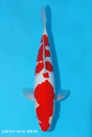 KO014-9c2o344z-dsc_0195_kohaku_29cm.jpg