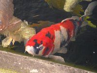 IMGP0708.JPG