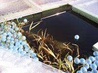 Teich 25.02.11.jpg