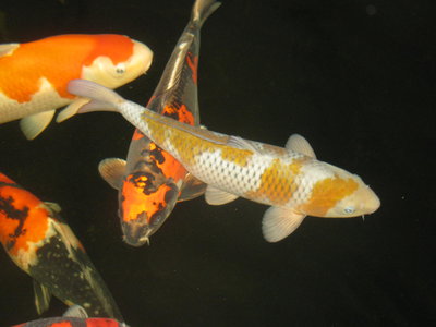 Teichbilder 2014 021.JPG