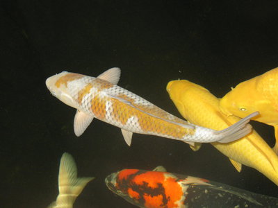 Teichbilder 2014 023.JPG