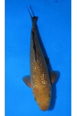 16-1040.jpg