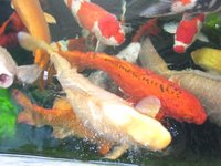 Koi Bauer Edi 05.03.2011 013 [1024x768].JPG