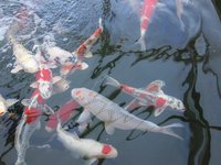 Koi Bauer Edi 05.03.2011 018 [1024x768].JPG