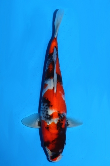 ueno 29cm.jpg