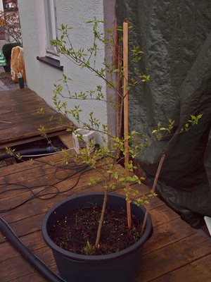 P1017359.JPG