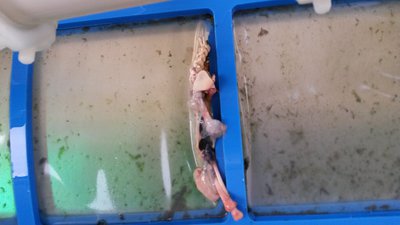 20160422_Frosch193049.jpg
