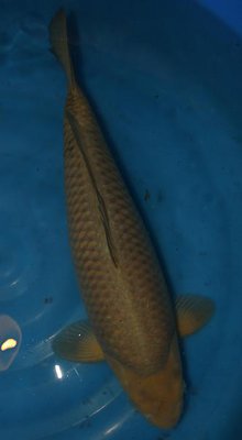 Marusei_Nisai.jpg