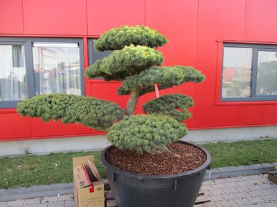 IMG_1086.jpg