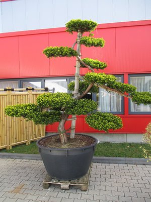 IMG_1085.jpg