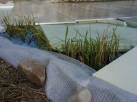 Teich 09.03.11.jpg
