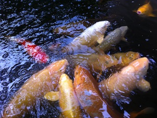 Japankoi-2016-06-02 .jpg