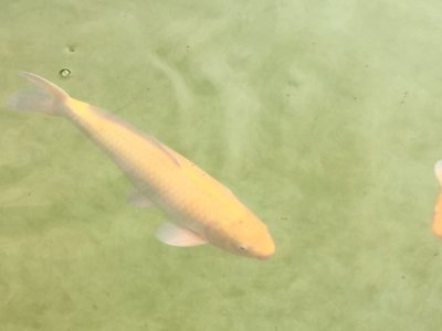 image.jpeg