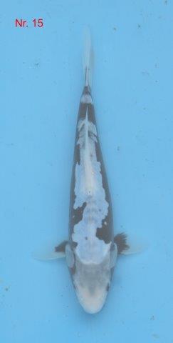 Kumonyu -Kawakami                2014    ca. 35 cm.jpg