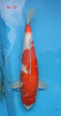 Kohaku-Dainichi   2014    44 cm.jpg