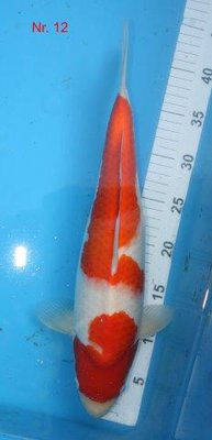 Kohaku-Dainichi      2014   44 cm.jpg