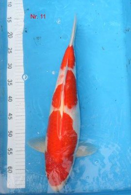 Kohaku - Konishi     2013    51 cm.jpg