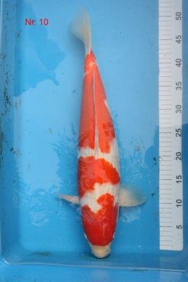 Kohaku  - Mano      2011    52 cm.jpg