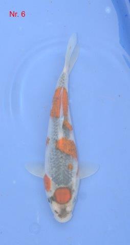 Goshki - Kawakami                 2014  ca. 36 cm.jpg