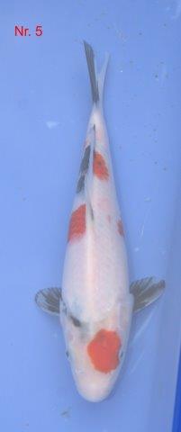 Ginrin Showa  - Sakuma           2014    ca. 37 cm.jpg