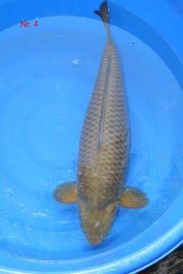 Chagoi - Marudo        2011    65 cm.jpg