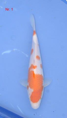 AI G. - Hosokai        2014   ca. 35 cm.jpg