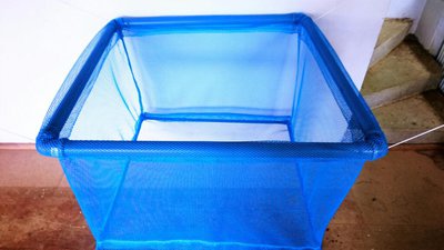 Koi-Blau.jpg