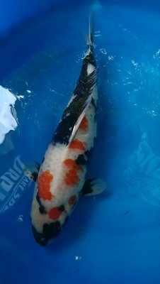 IMG-20160605-WA0021.jpeg