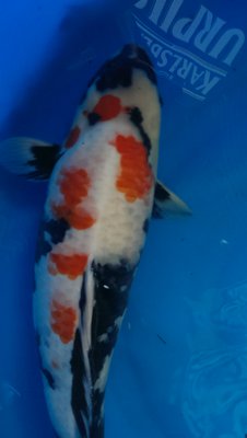 IMG-20160605-WA0018.jpeg