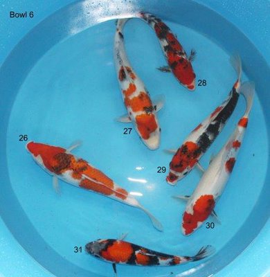 C Selektion Bowl 6.jpg