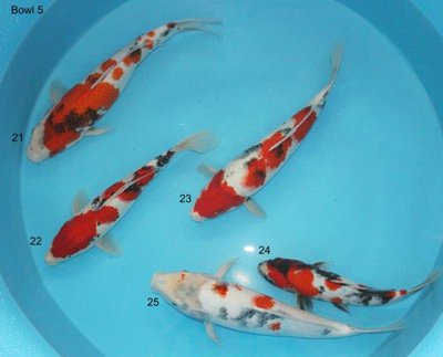 C Selektion Bowl 5.jpg
