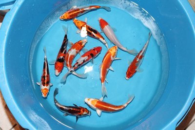 tn_Aoki 20-25 cm (1).JPG