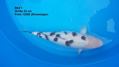 koi2015 6452.jpg