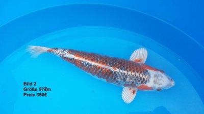 koi2015 6463.jpg