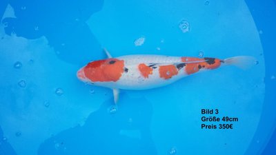 koi2015 6465.jpg
