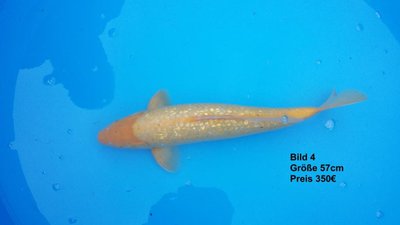 koi2015 6471.jpg