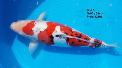 koi2015 6493.jpg