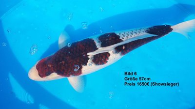 koi2015 6521.jpg