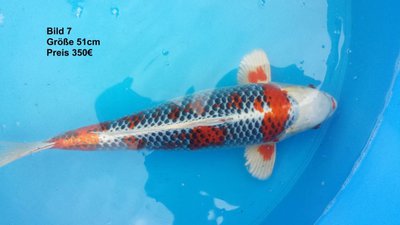 koi2015 6526.jpg