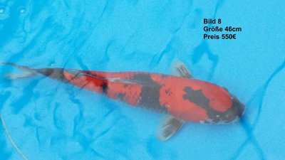 koi2015 6709.jpg
