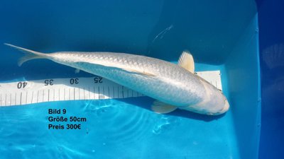 koi2015 6775.jpg