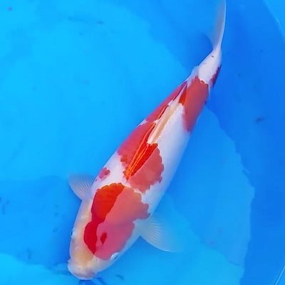 Kohaku - Marudo - Jumbo-Tosai - ca. 45cm.jpg