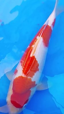 Kohaku - Marudo - Jumbo-Tosai - ca. 45cm DETAIL.jpg