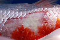 IMG_9235-Kohaku.jpg