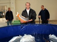 Fische_2.JPG